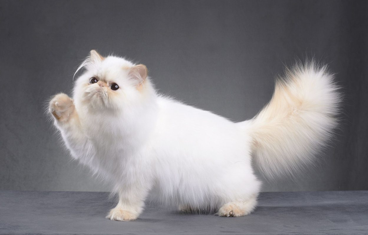 Bộ lông siêu mượt và mịn màng của mèo Persian