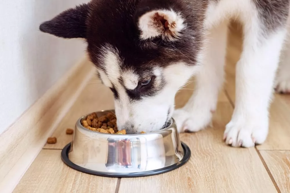 Hình ảnh bé cún Husky đang ăn hạt khô