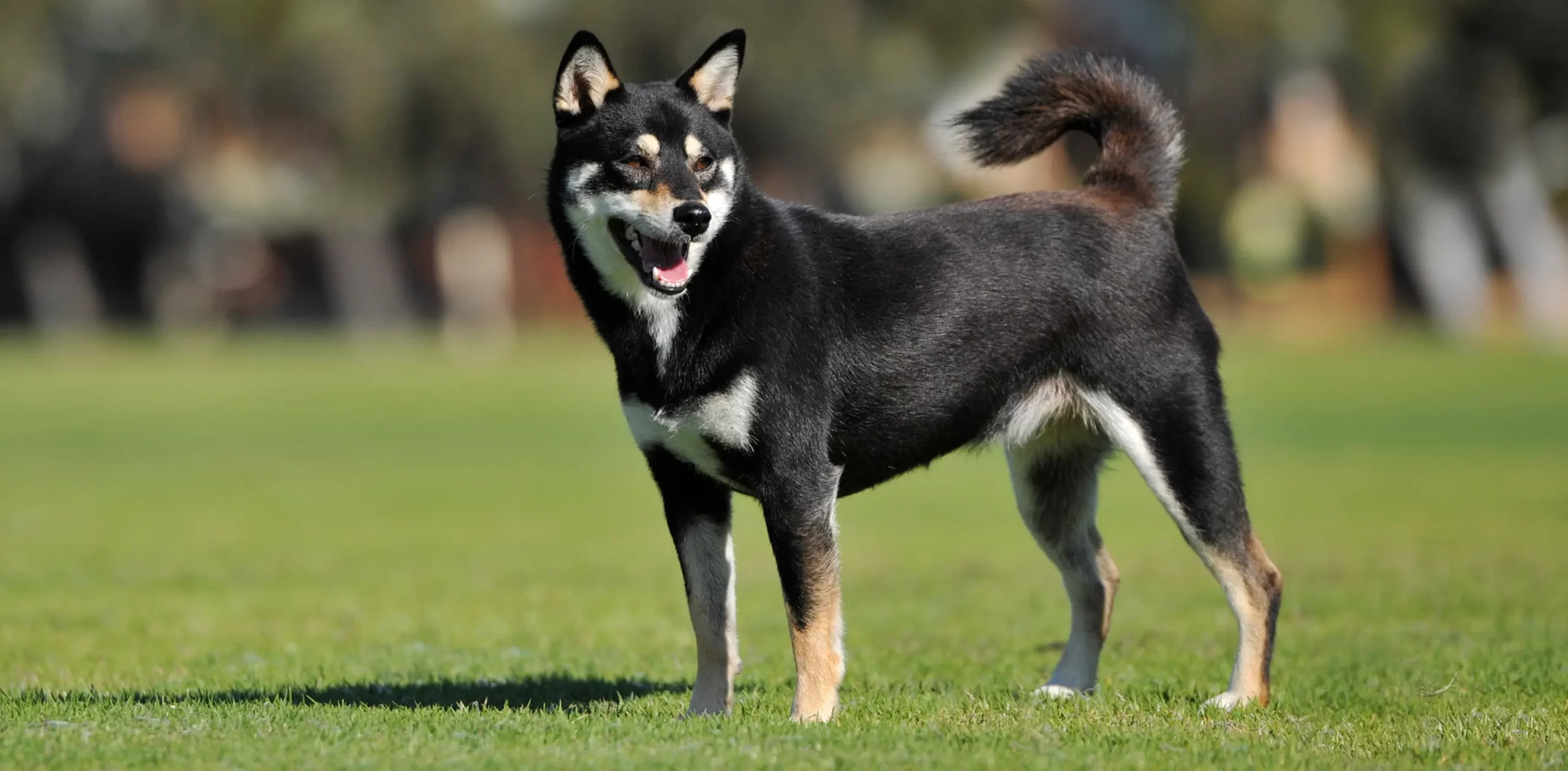 Chiba Ina Những điều bạn cần biết trước khi nuôi chó Shiba Inu - Pet House - Cửa ...