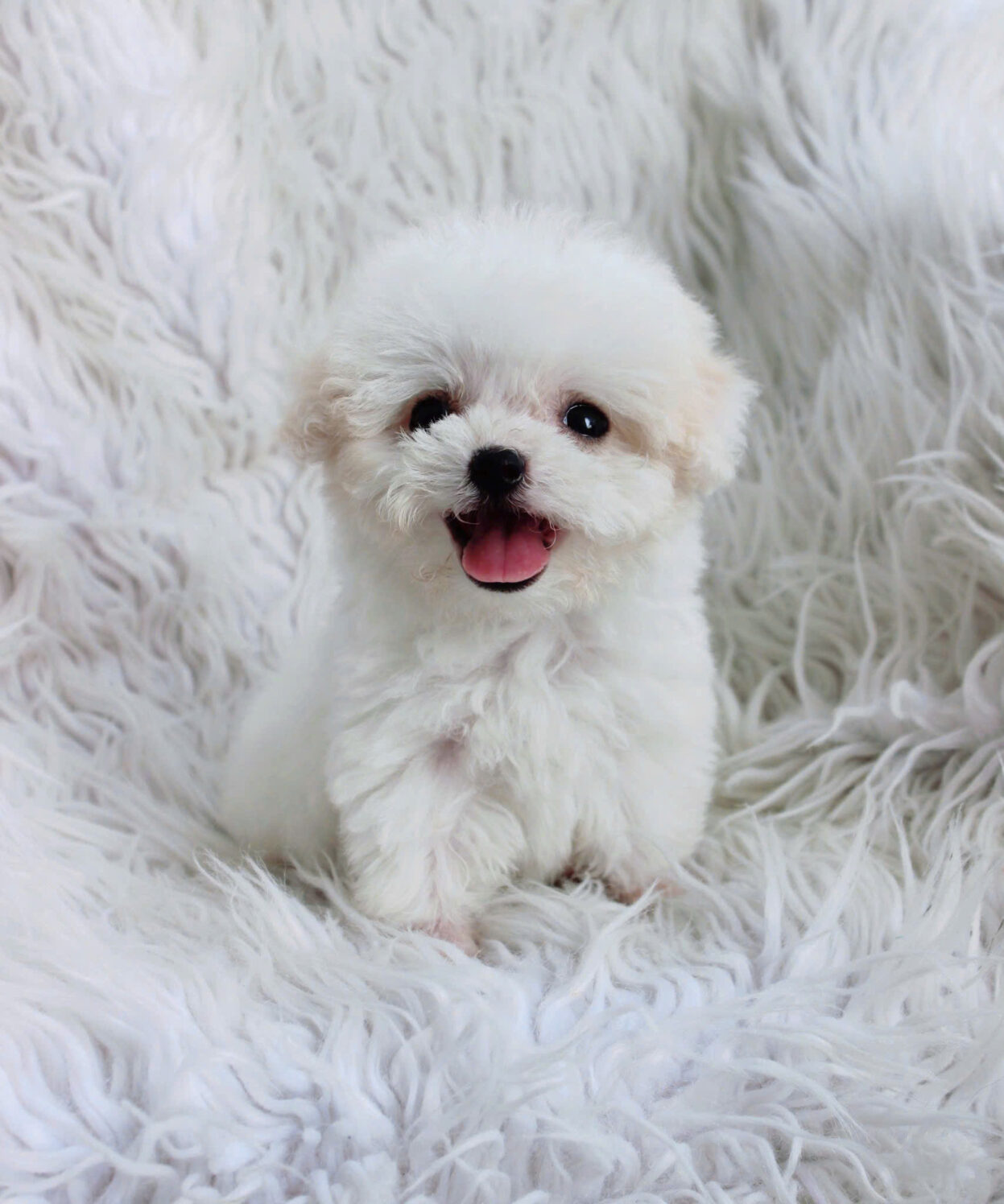 cho poodle teacup mau trang ma PD2059