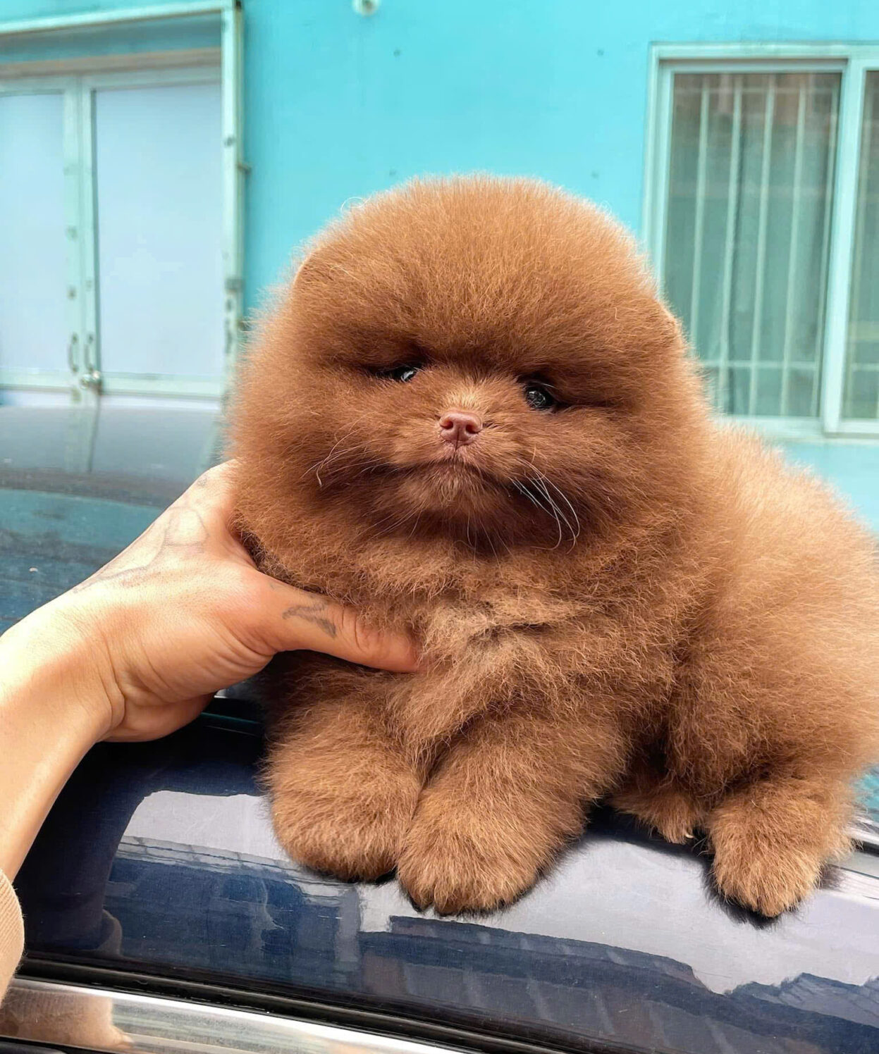 cho pomeranian mau choco ma PS3001