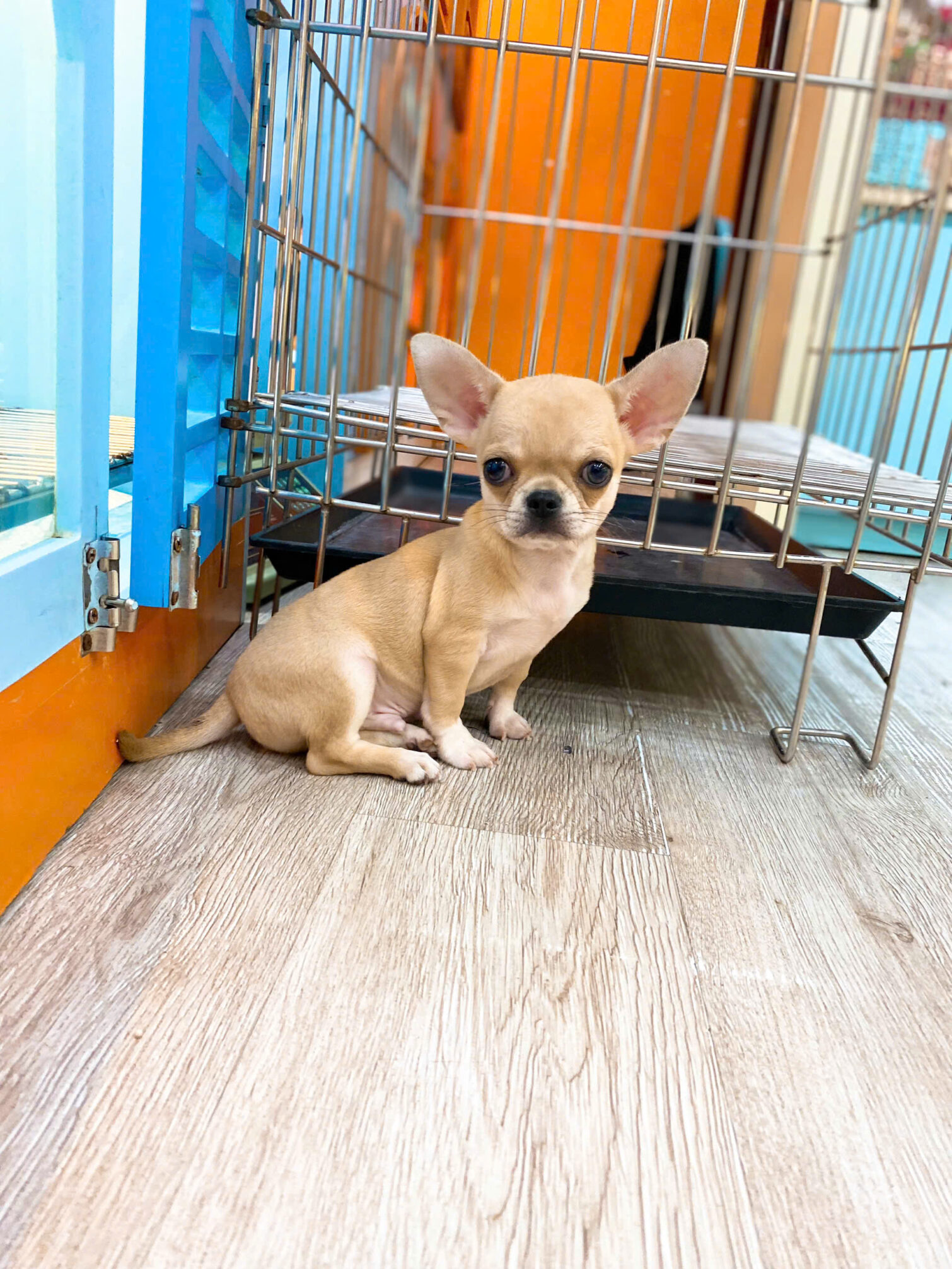Chó Chihuahua mini màu kem mã CH3017 - Pet House - Cửa hàng thú cưng và ...