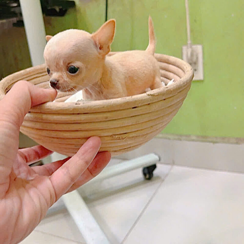 Chó Chihuahua Mini Teacup thuần chủng đẹp tại PetHouse