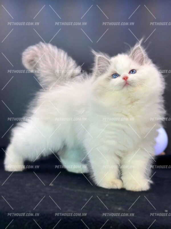 Mèo Ragdoll mã RD30823 - Pet House - Cửa hàng thú cưng và phụ kiện
