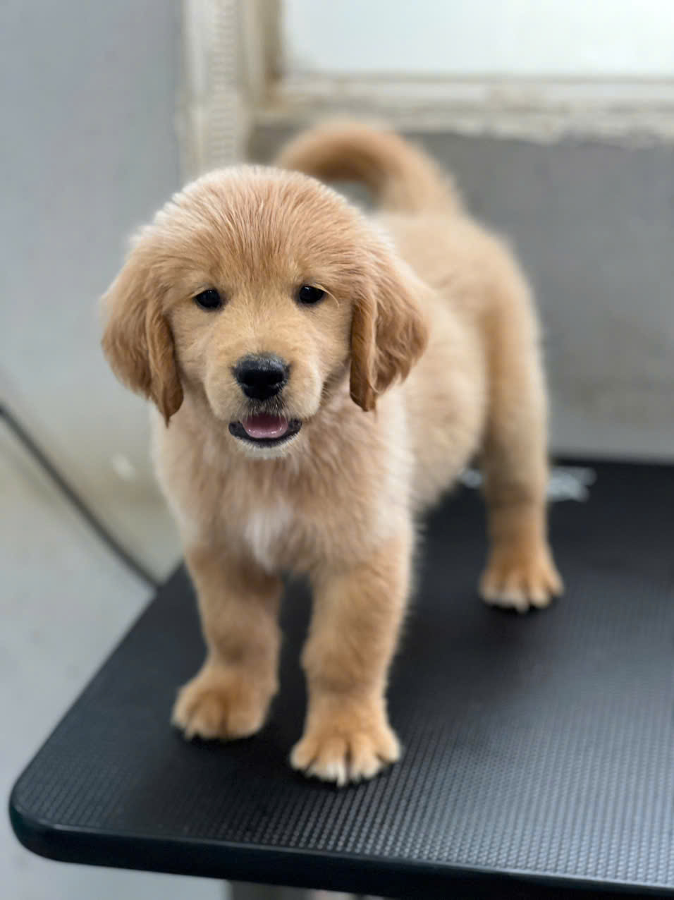 cho golden retriever mau vang ma GD3153
