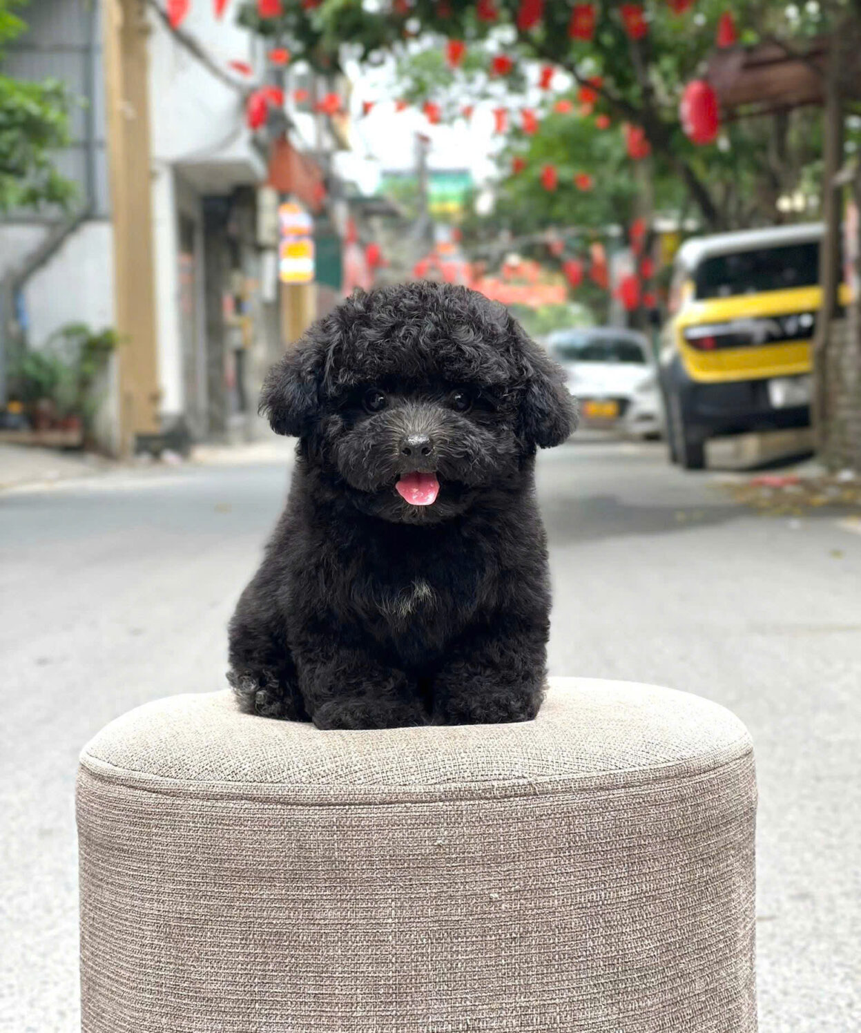 cho poodle mau den ma PD3150
