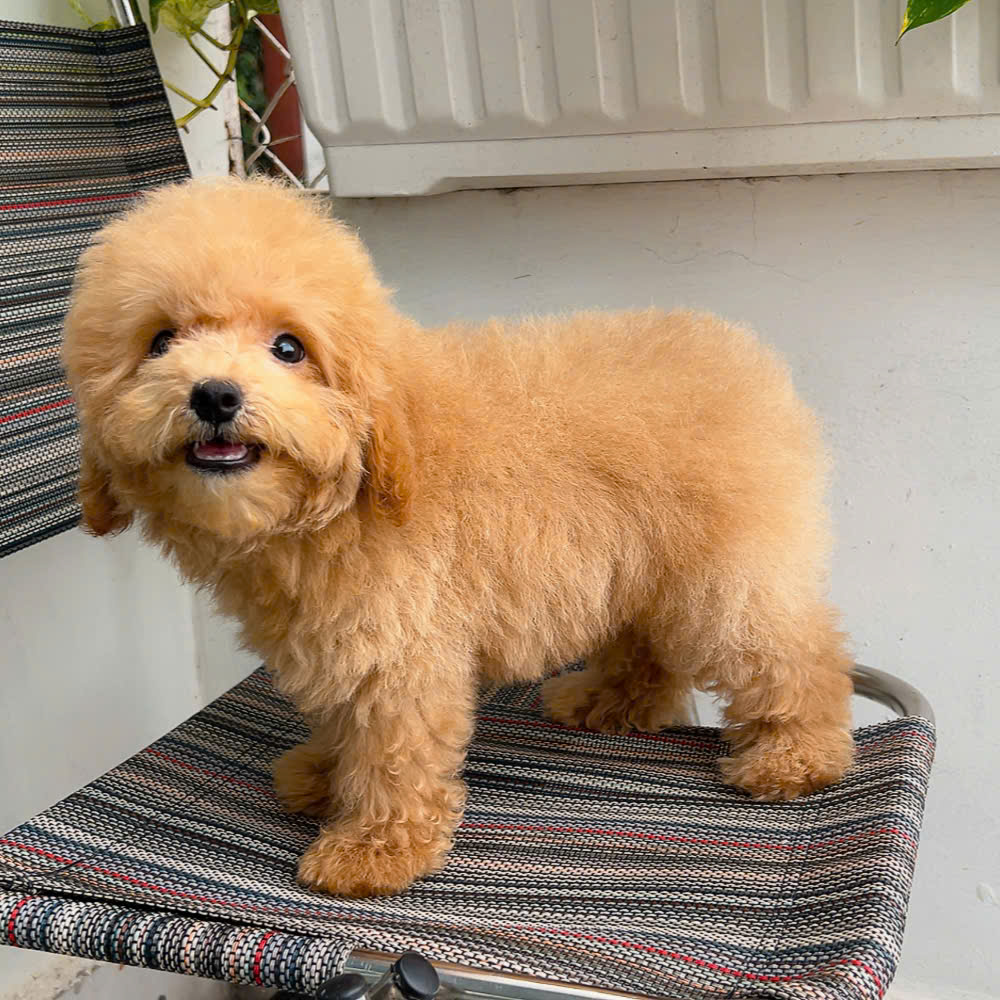 cho poodle mau nau ma PD3137