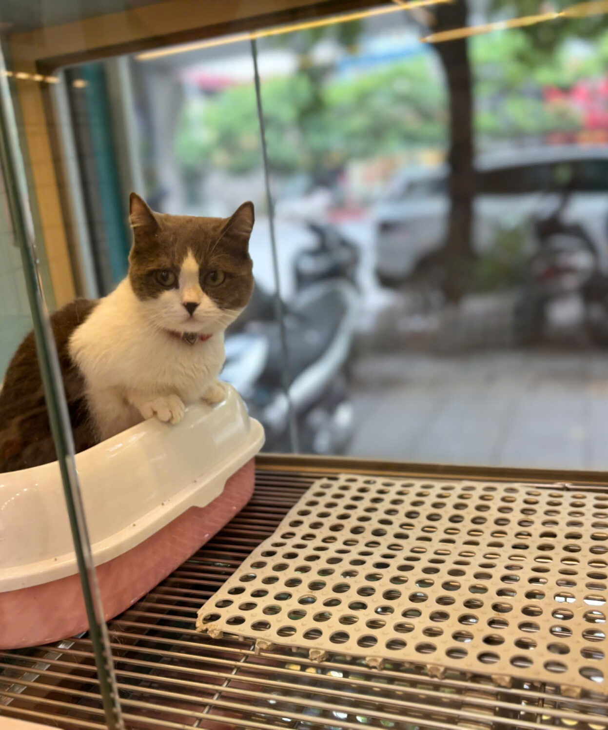 mèo anh long ngan chan lun mau bicolor ma ALN3159