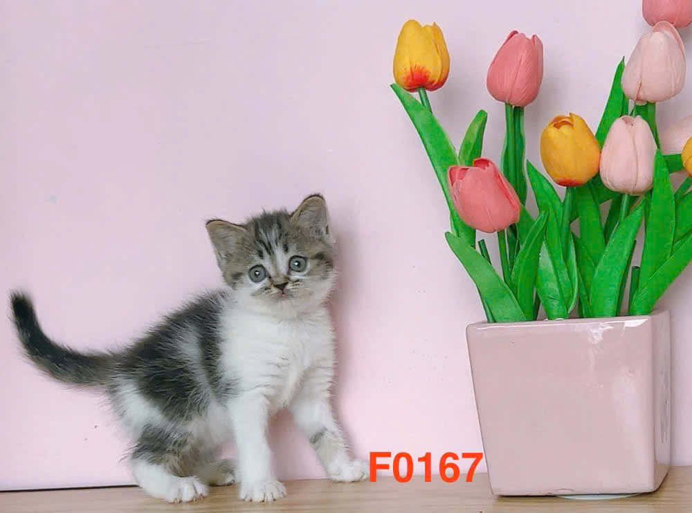 meo anh long ngan ma ALN3103