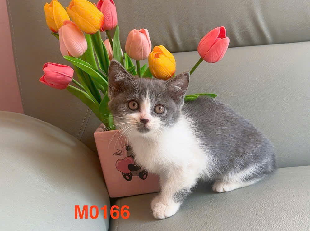 meo anh long ngan ma ALN3104