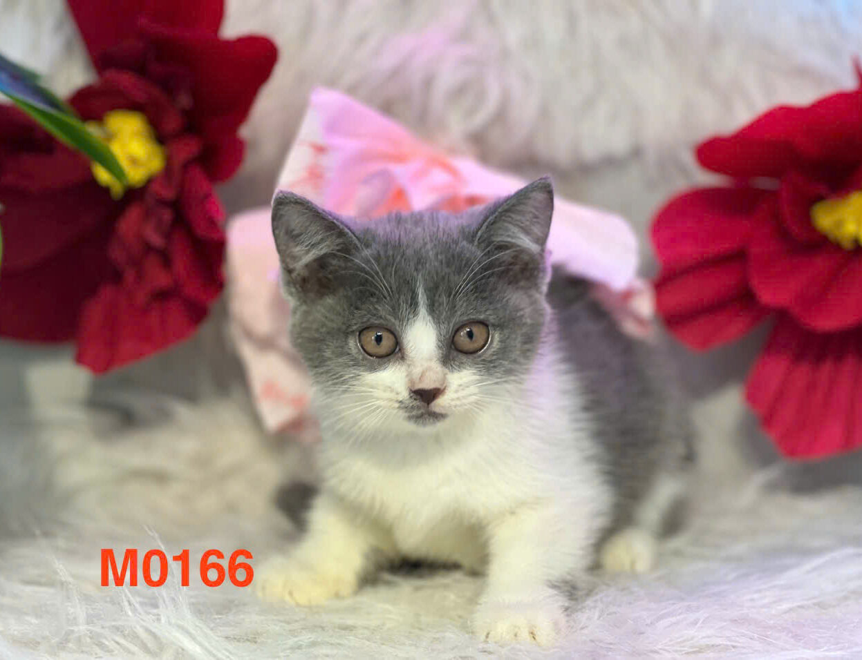 meo anh long ngan mau bicolor ma ALN3104
