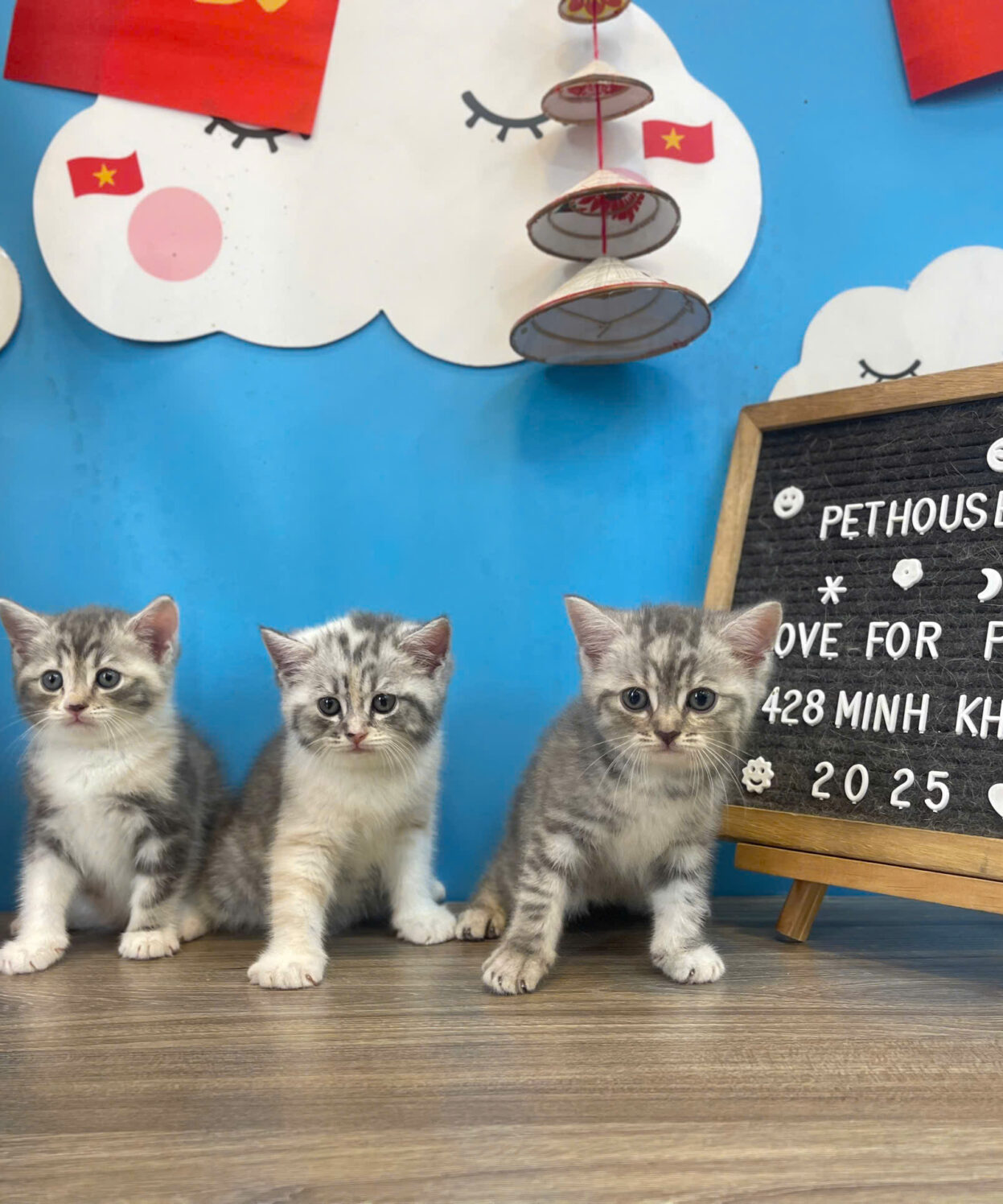meo anh long ngan mau tabby ma ALN3148