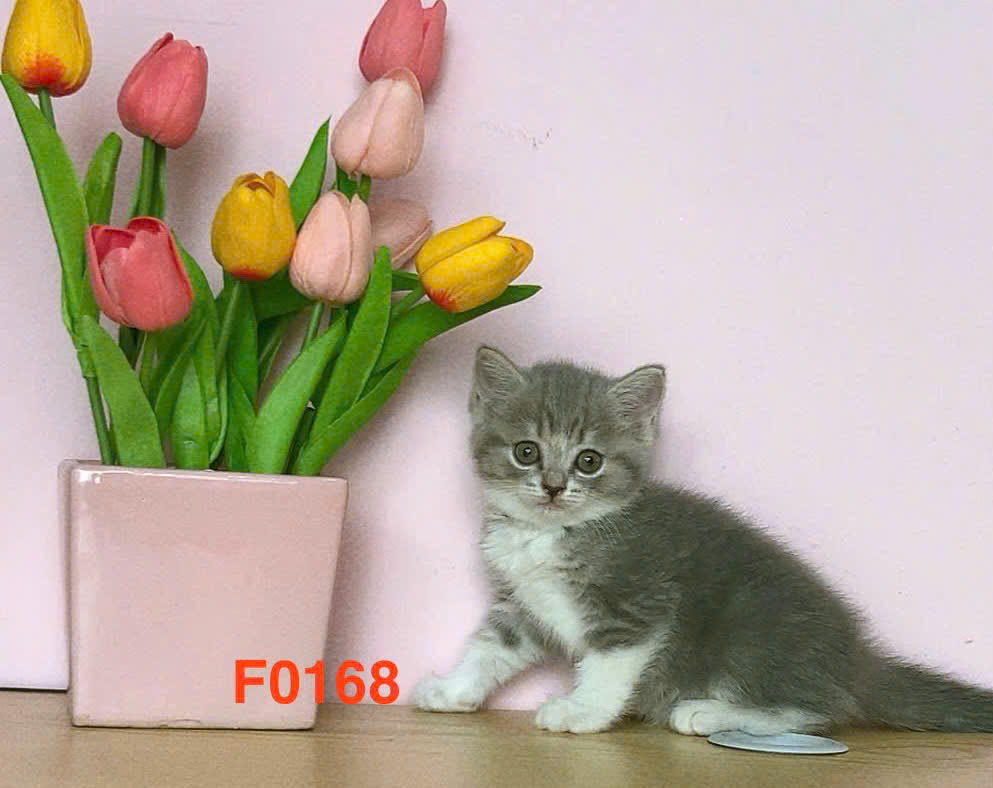 meo anh long ngan tabby ma ALN3103