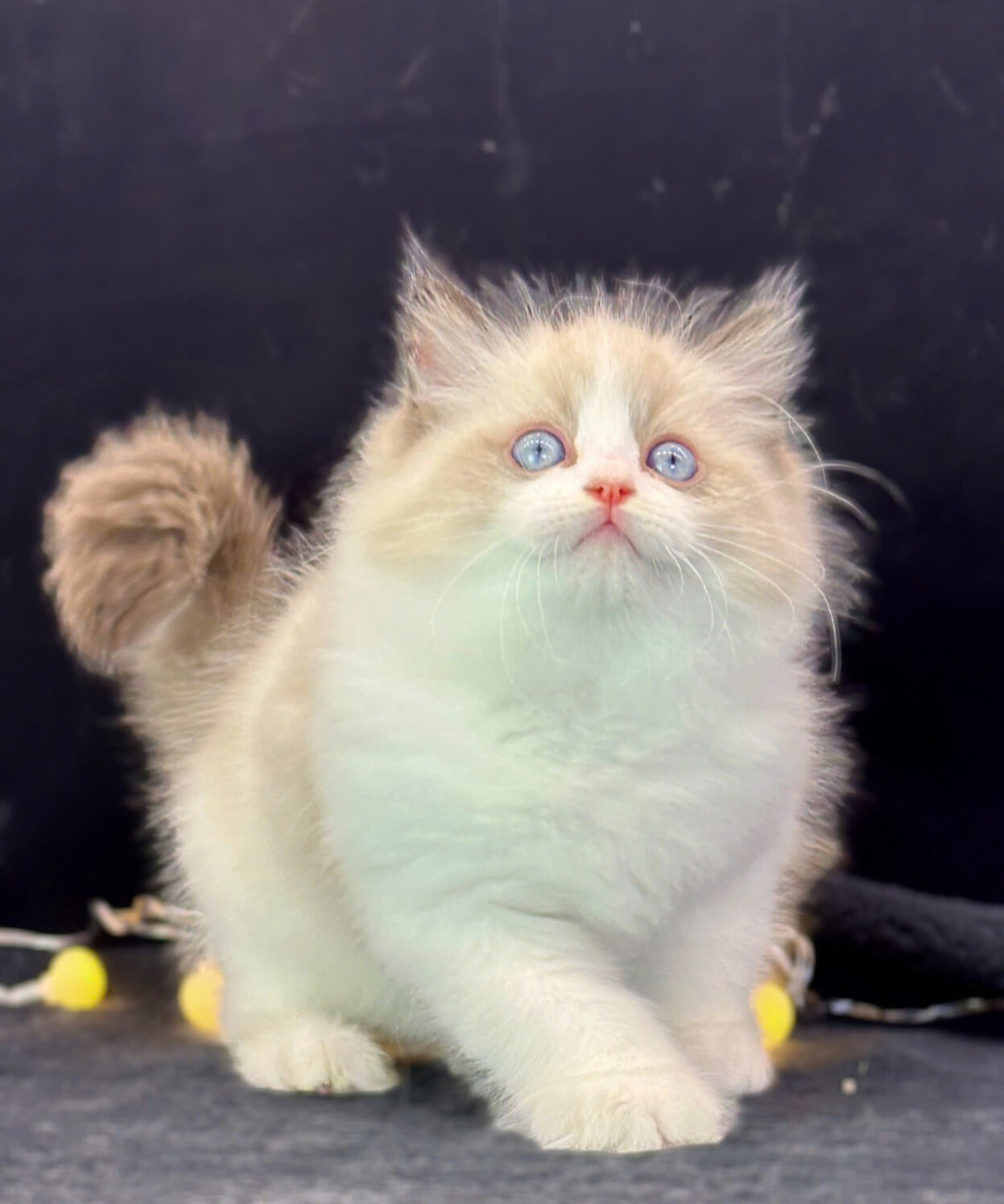 meo ragdoll ma RD3114
