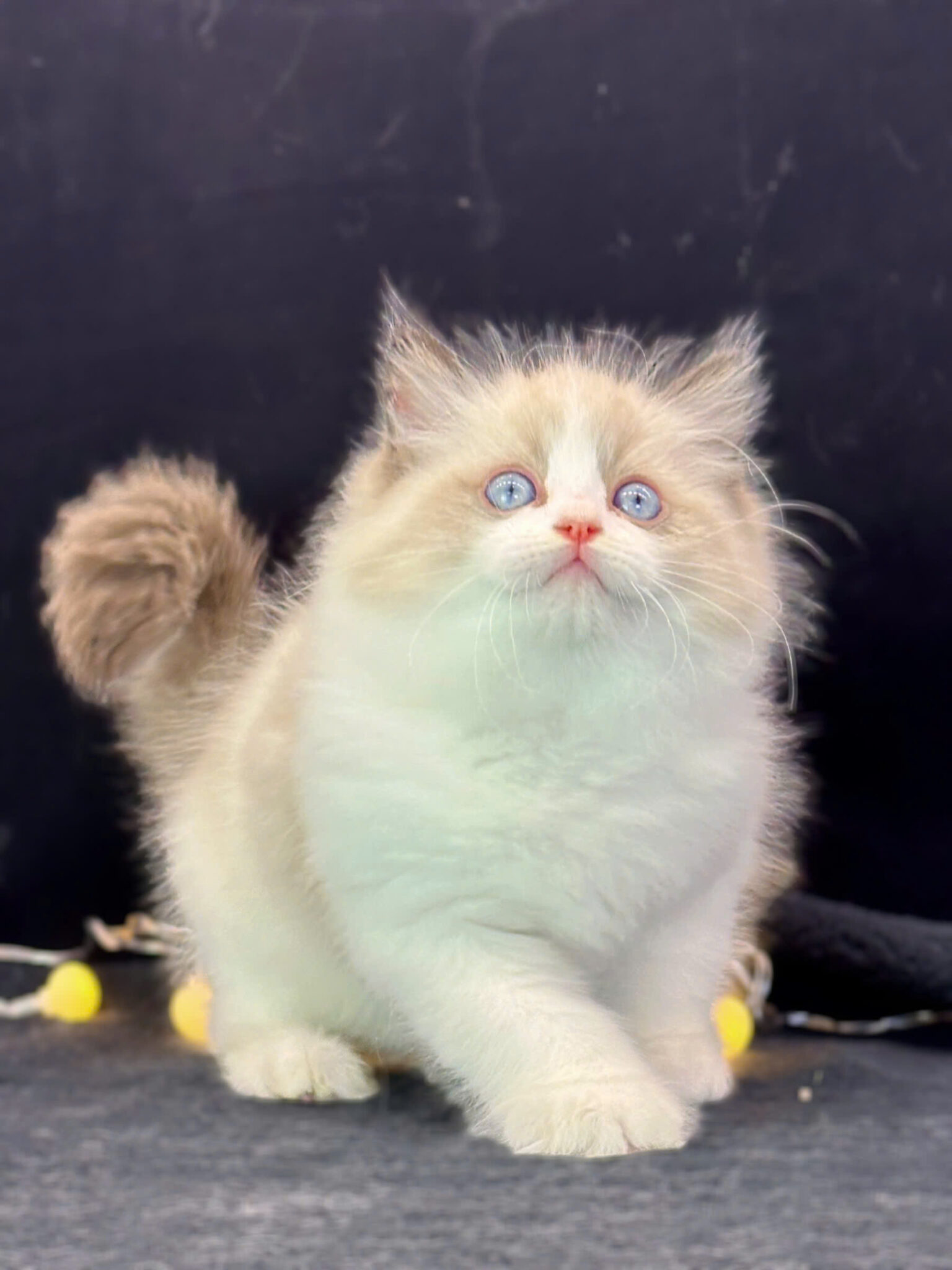 Mèo Ragdoll mã RD3114 - Pet House - Cửa hàng thú cưng và phụ kiện