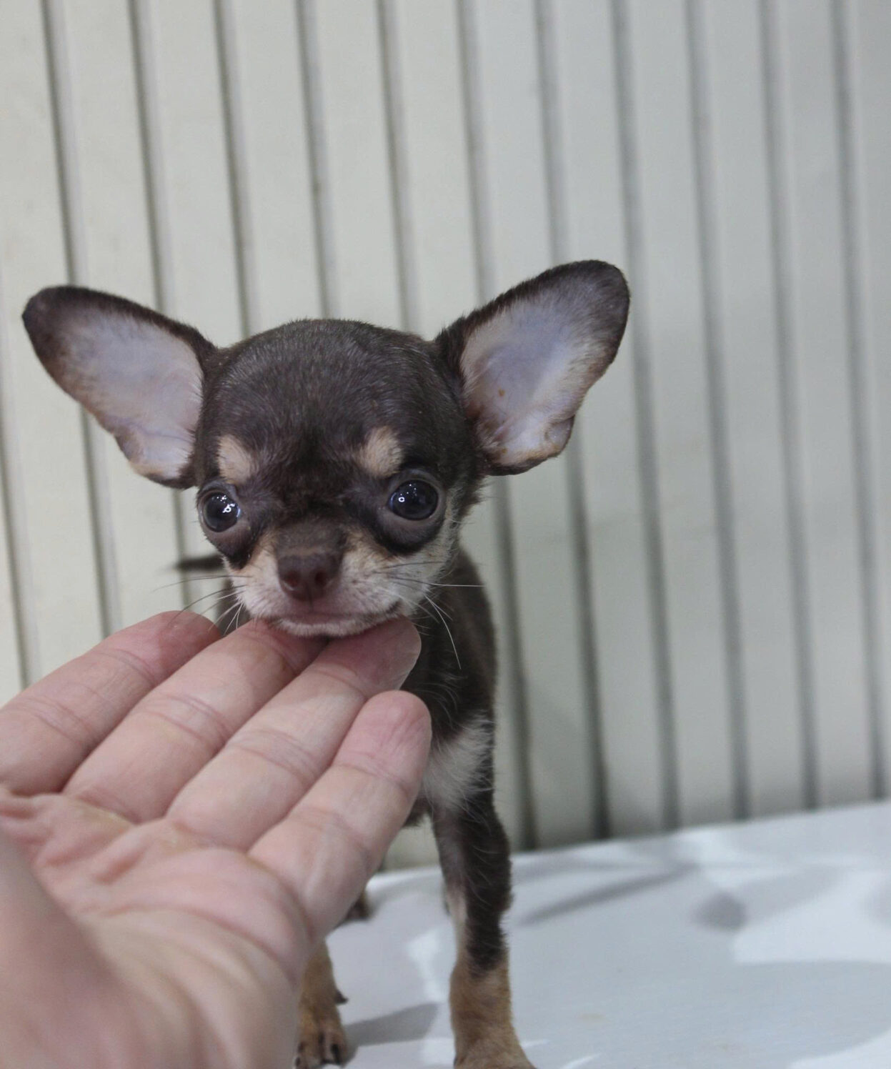 cho chihuahua mini ma CH3185