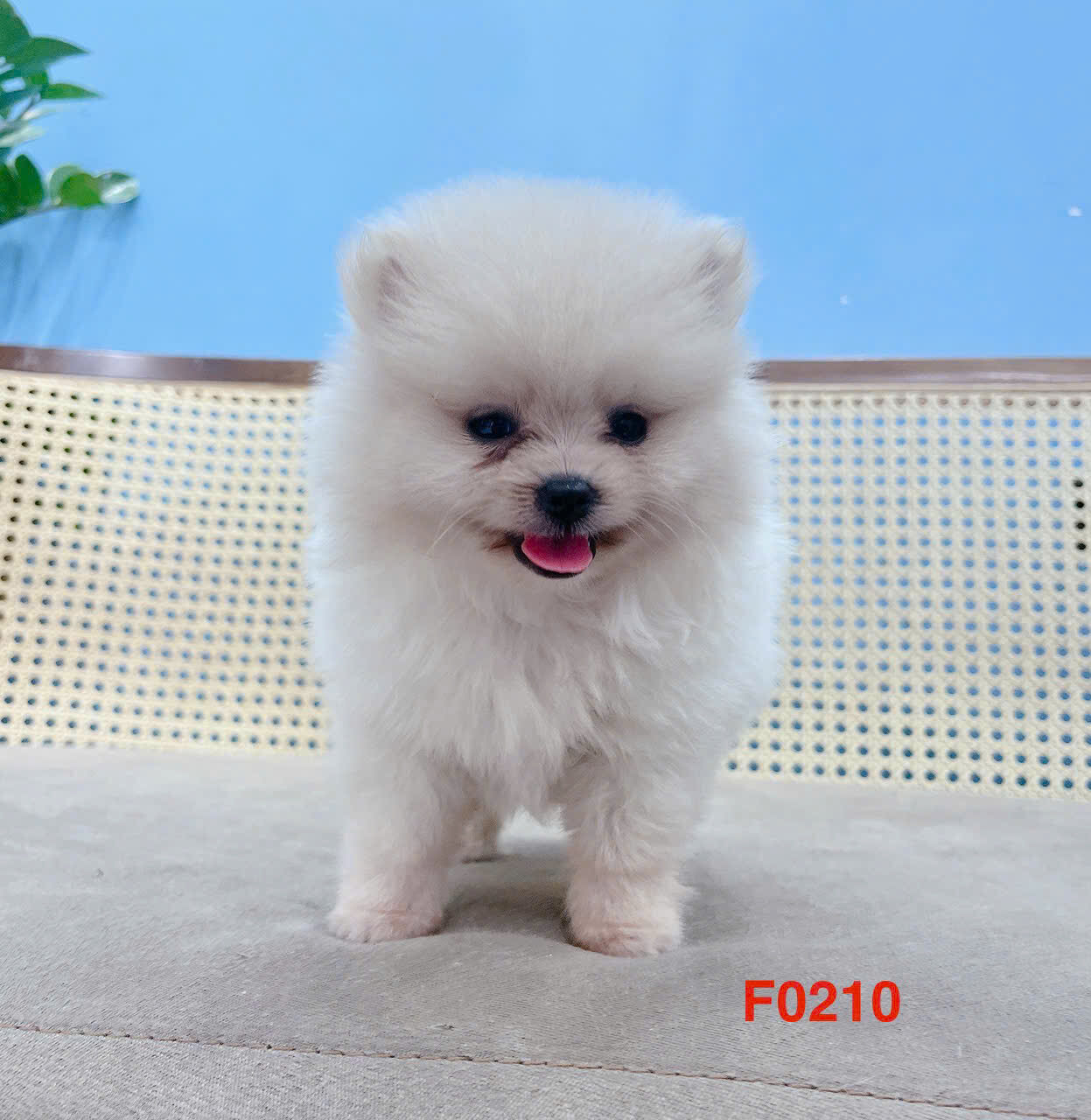 cho phoc soc mini mau trang ma PS3200