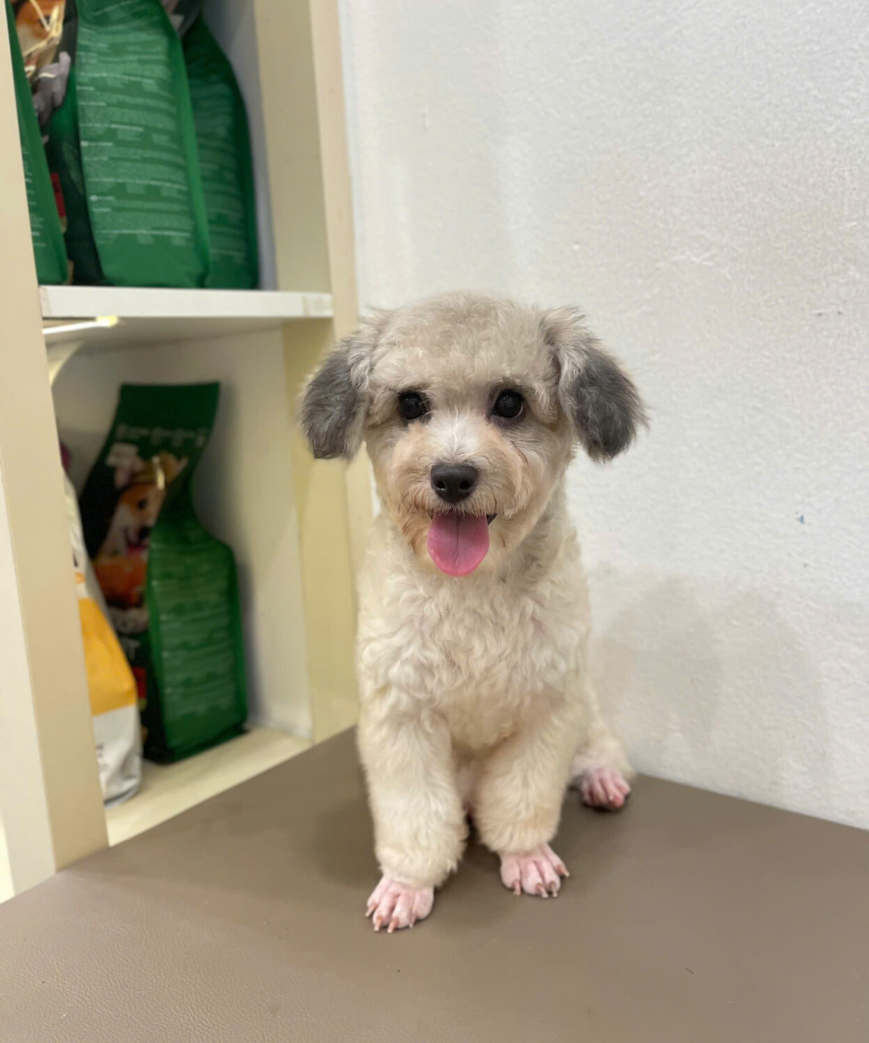 cho poodle mau vang mo ma PD3205