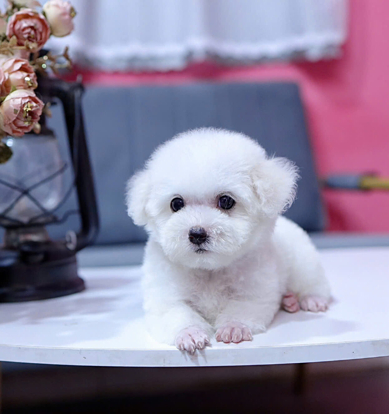 cho poodle tiny mau trang ma PD3248