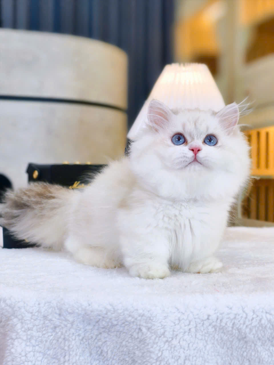 meo ragdoll chan lun mat xanh ma RD3214