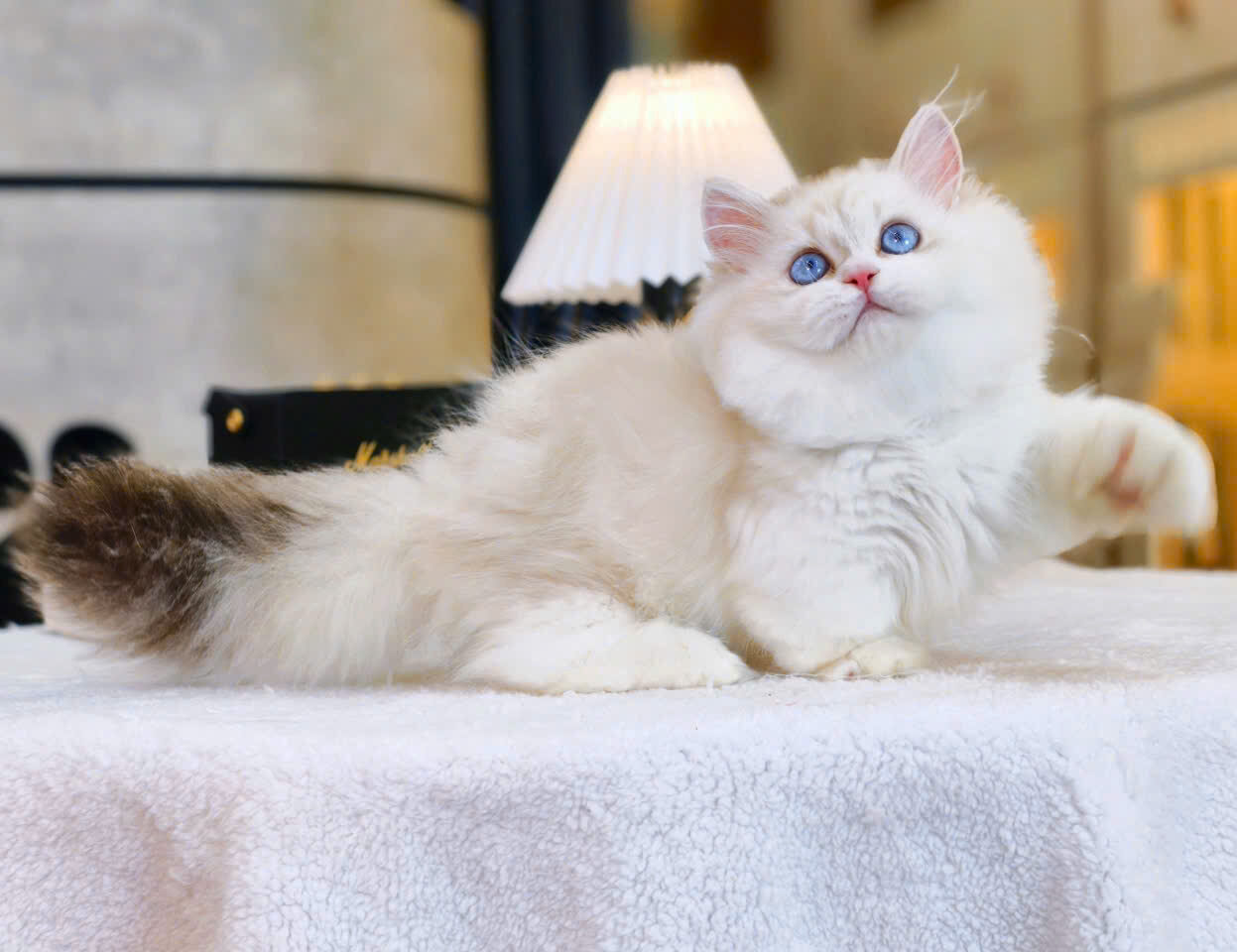 meo ragdoll chan lun mat xanh ma RD3215