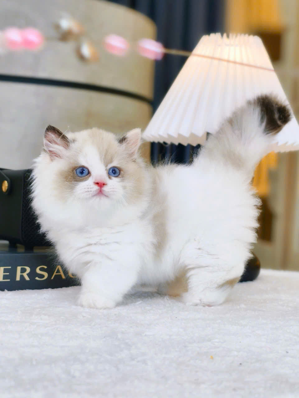 meo ragdoll chan lun mat xanh ma RD3217