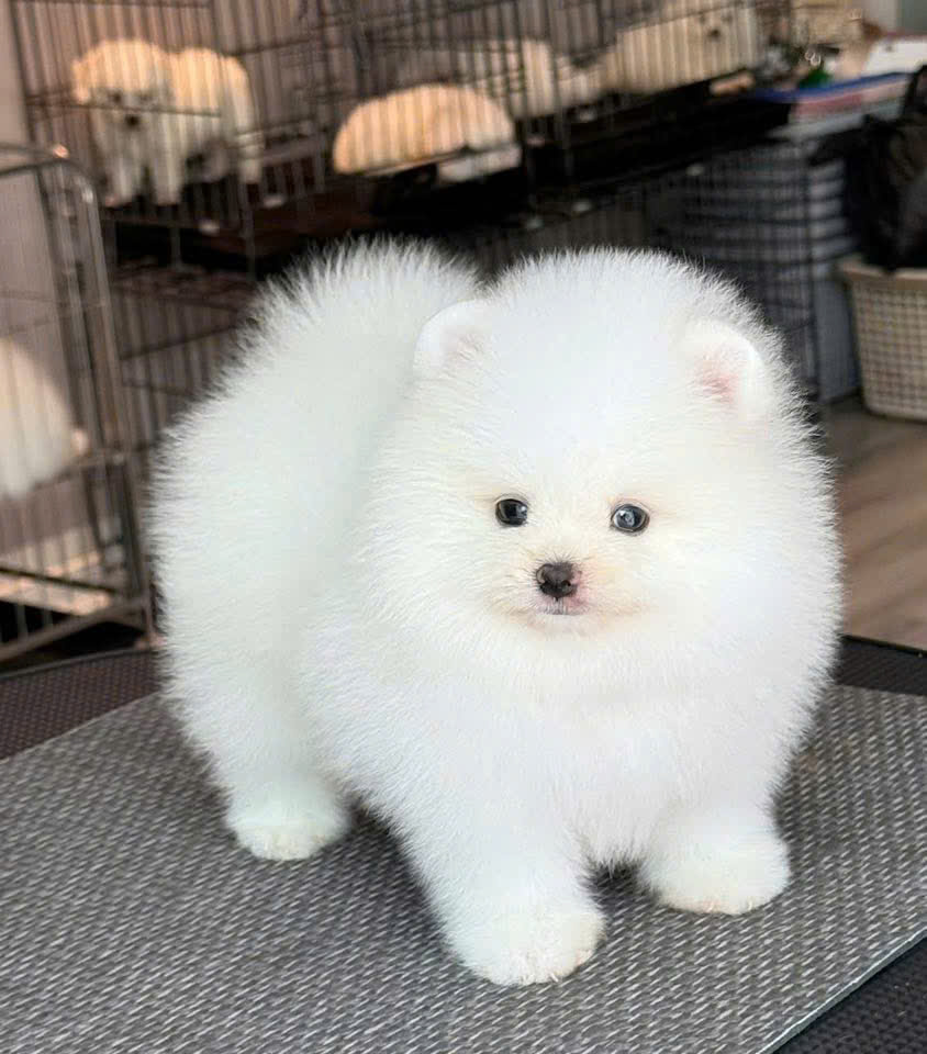 cho phoc soc mini mau trang ma PS3252