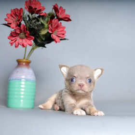 Chó Chihuahua Mini Teacup thuần chủng đẹp tại PetHouse