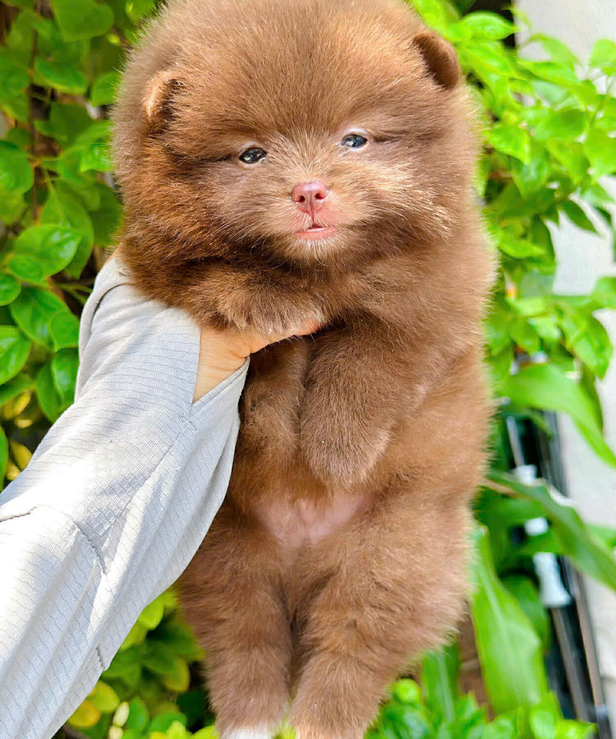 cho phoc soc mini mau choco ma PS3293