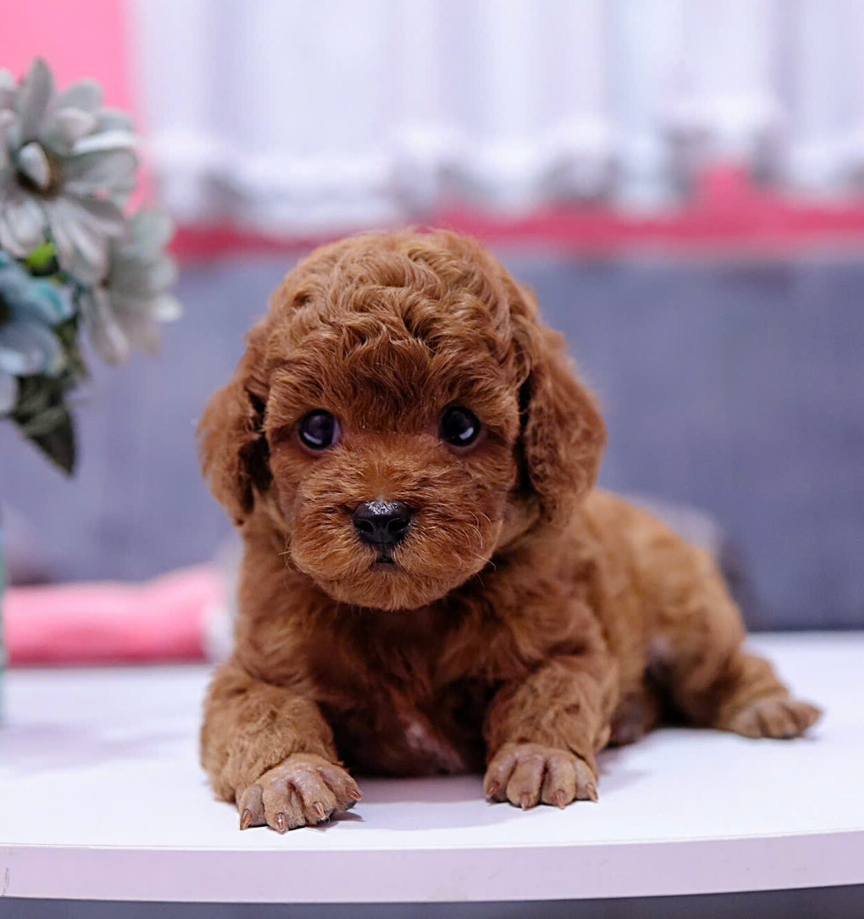 cho poodle tiny ma PD3241
