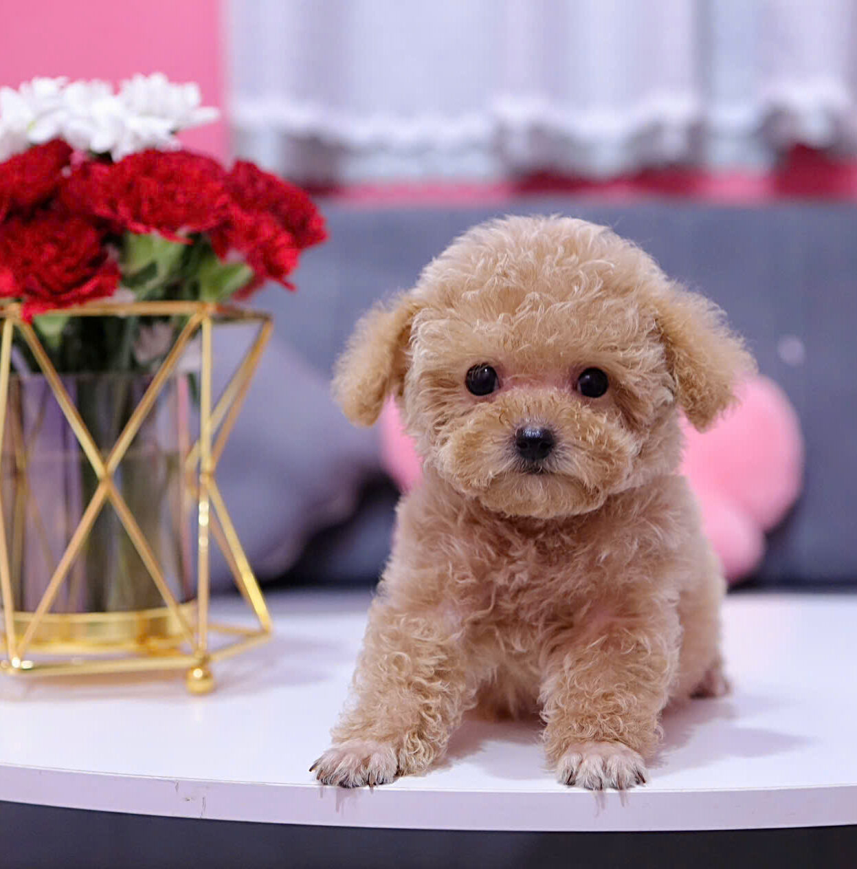 cho poodle tiny ma PD3243