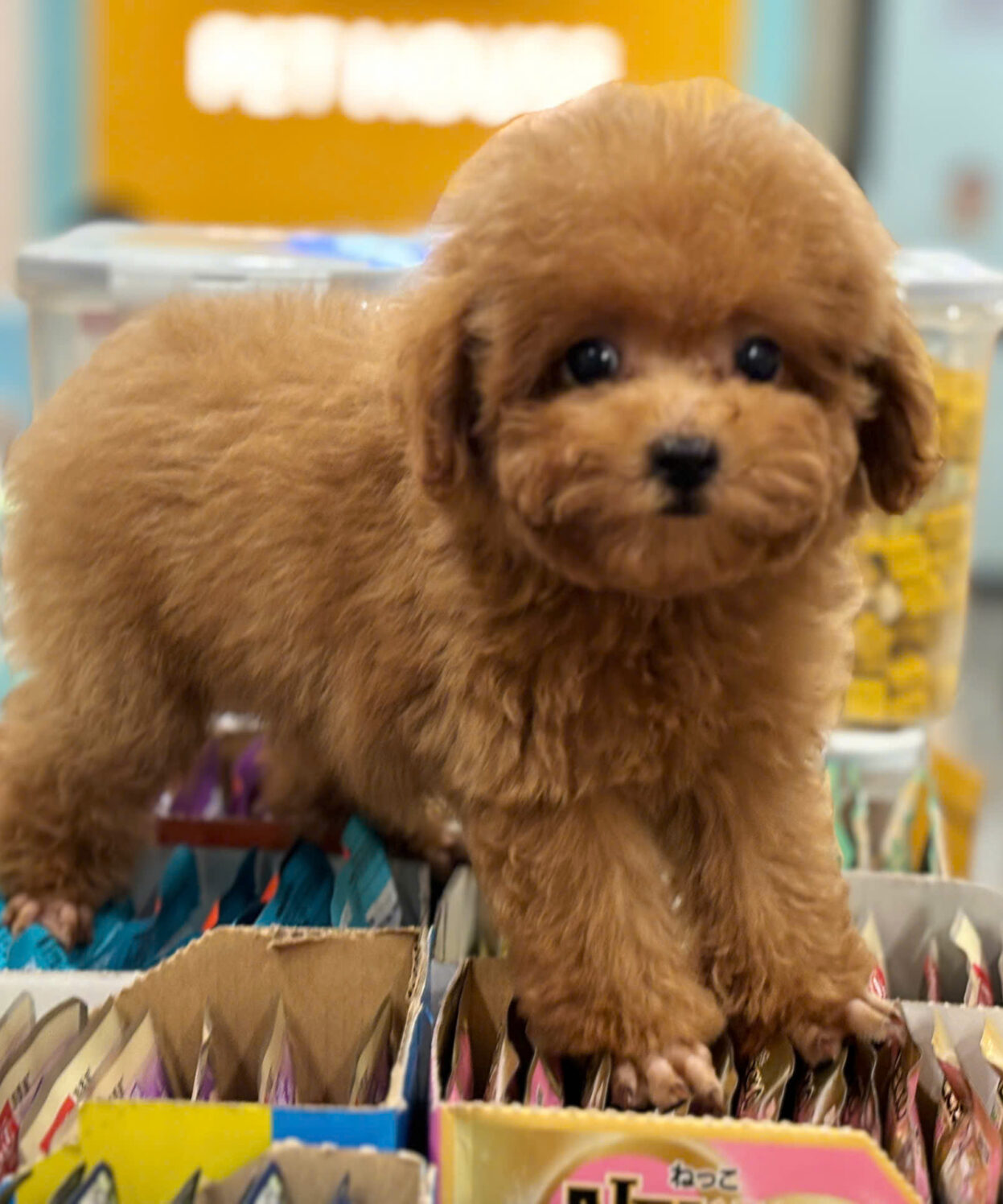 cho poodle tiny mau nau do ma D3280