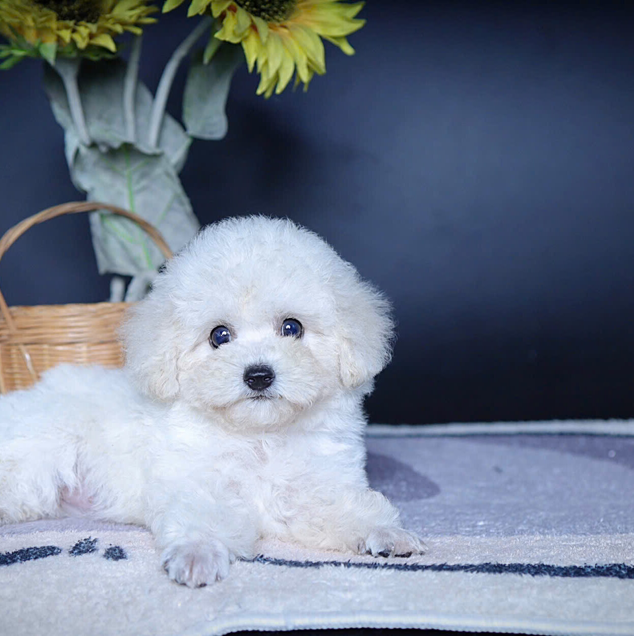 cho poodle tiny trang ma PD3262