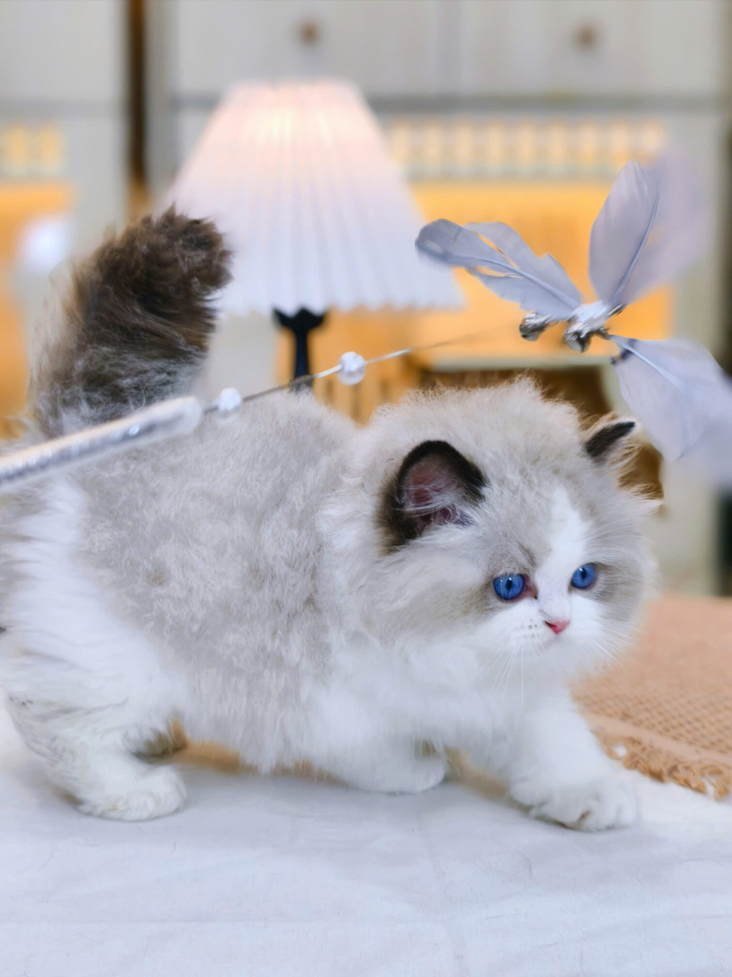 Mèo Ragdoll lông siêu bông mã RD3299 - Pet House - Cửa hàng thú cưng và ...