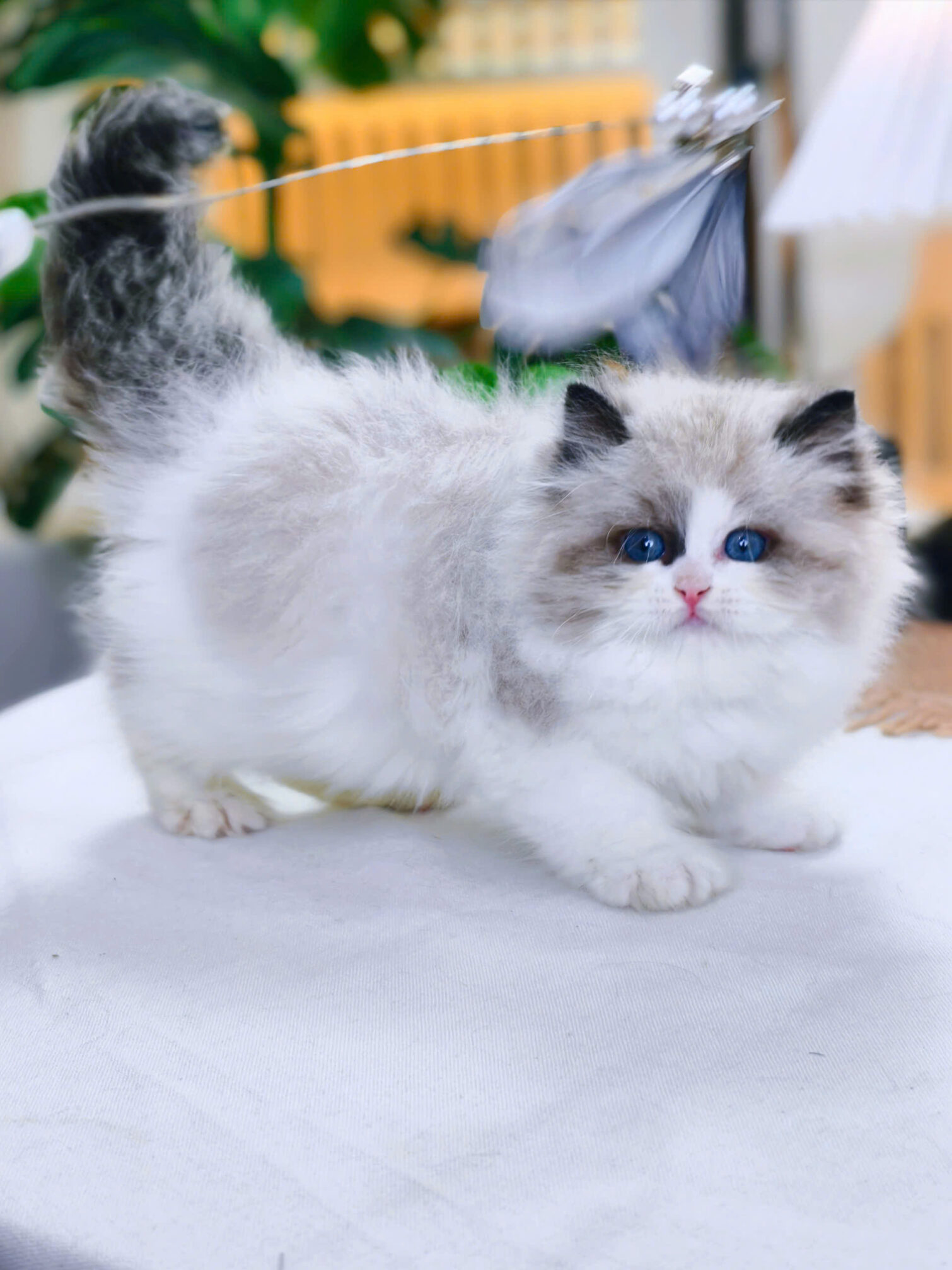 Mèo Ragdoll màu Xám trắng mã RD3263 - Pet House - Cửa hàng thú cưng và ...