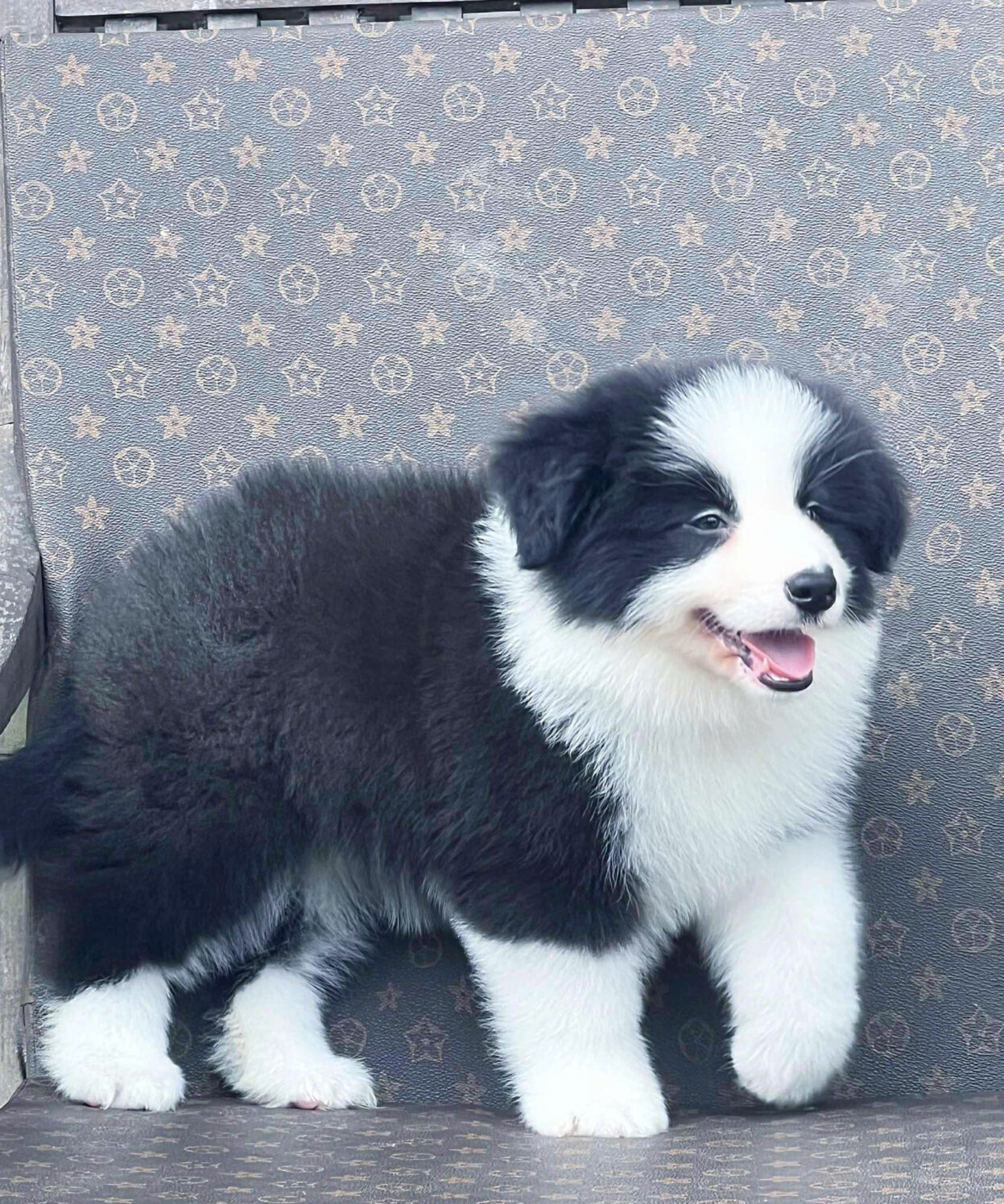 cho border collie ma BC4146