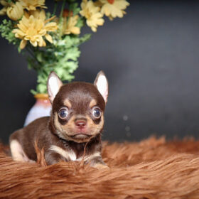 Chó Chihuahua Mini Teacup thuần chủng đẹp tại PetHouse