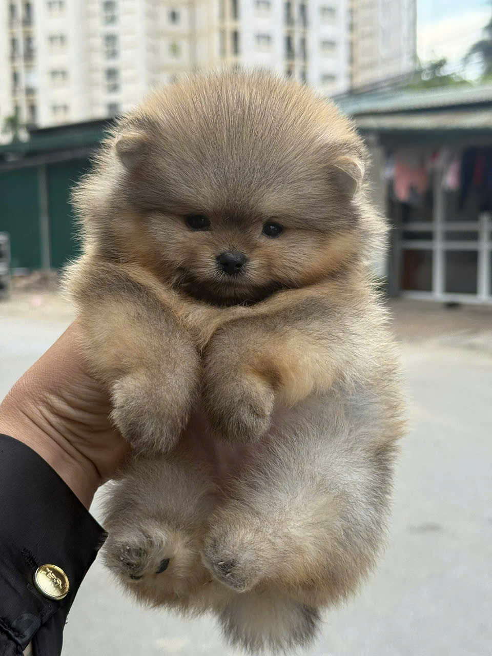 cho phoc soc mini mau vang cam ma PS4131