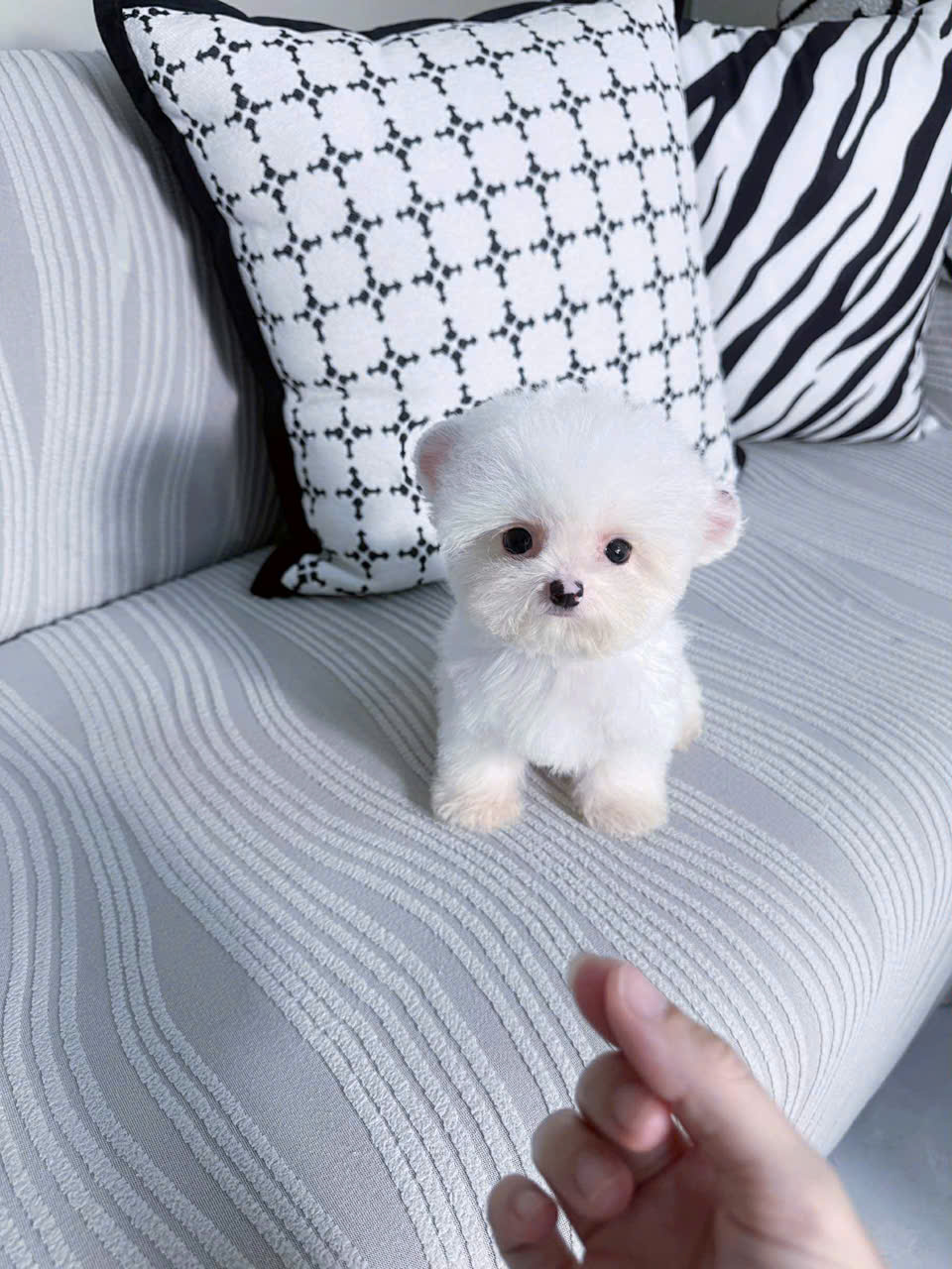 cho poodl tiny tai gau ma PD4133