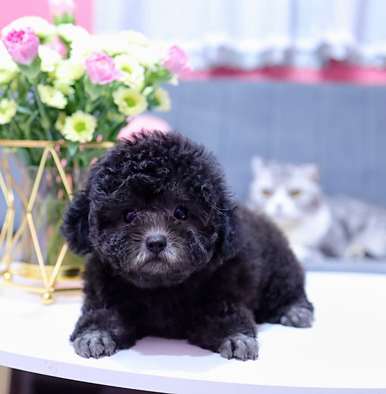 cho poodle de thuong ma PD3509