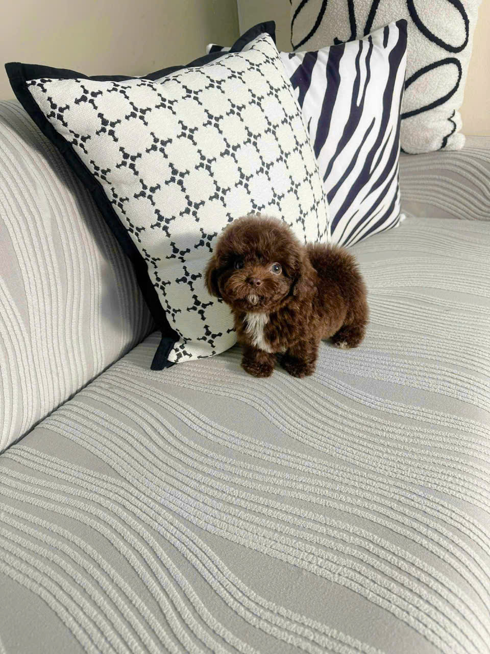 cho poodle mau socola ma PD4136