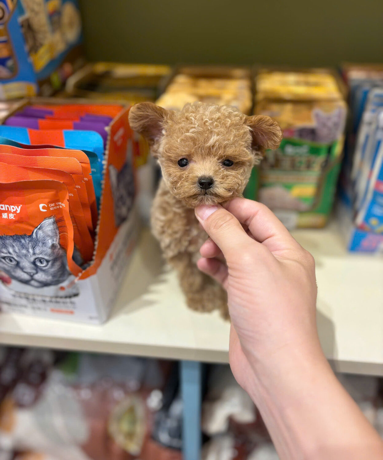 cho poodle teacup mau nau ma PD3502