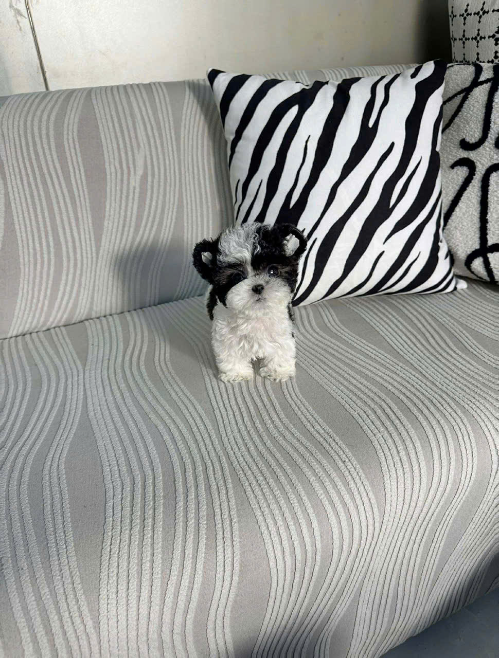 cho poodle teacup tai gau mau bo xam ma PD4132