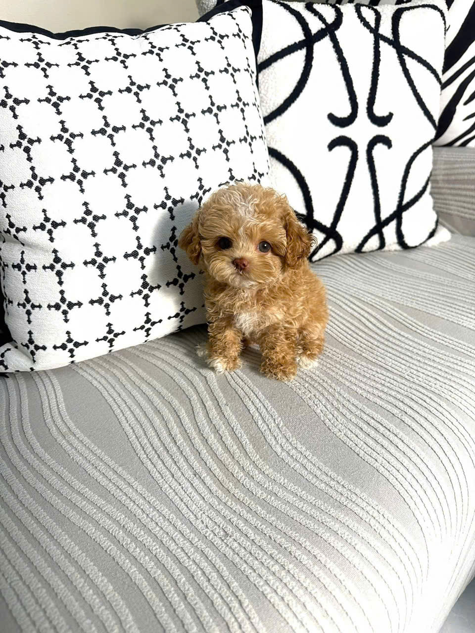 cho poodle tiny ma PD4138