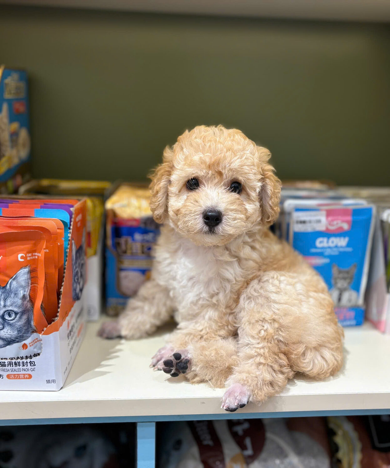 cho poodle toy vang mo ma PD3503