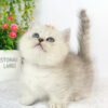 meo anh long ngan chan lun ma ALN4140