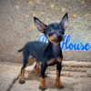 cho phoc huou den vang ma PH4162