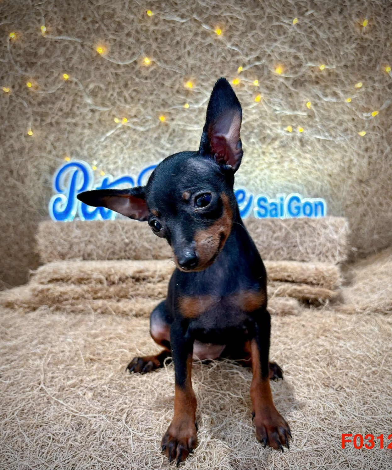 cho phoc huou sieu dep ma PH4161