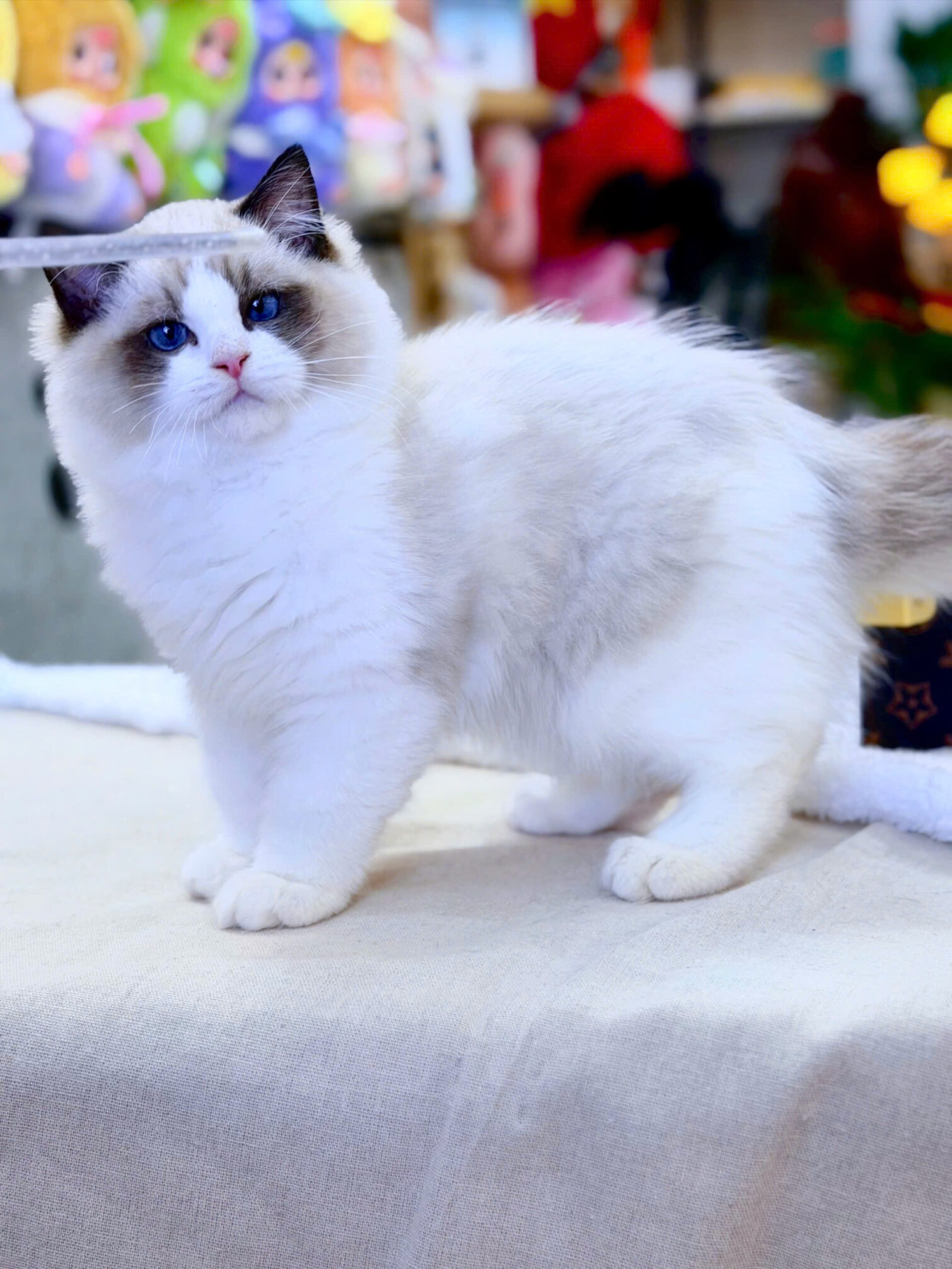 Mèo Ragdoll mã RD4170 - Pet House - Cửa hàng thú cưng và phụ kiện