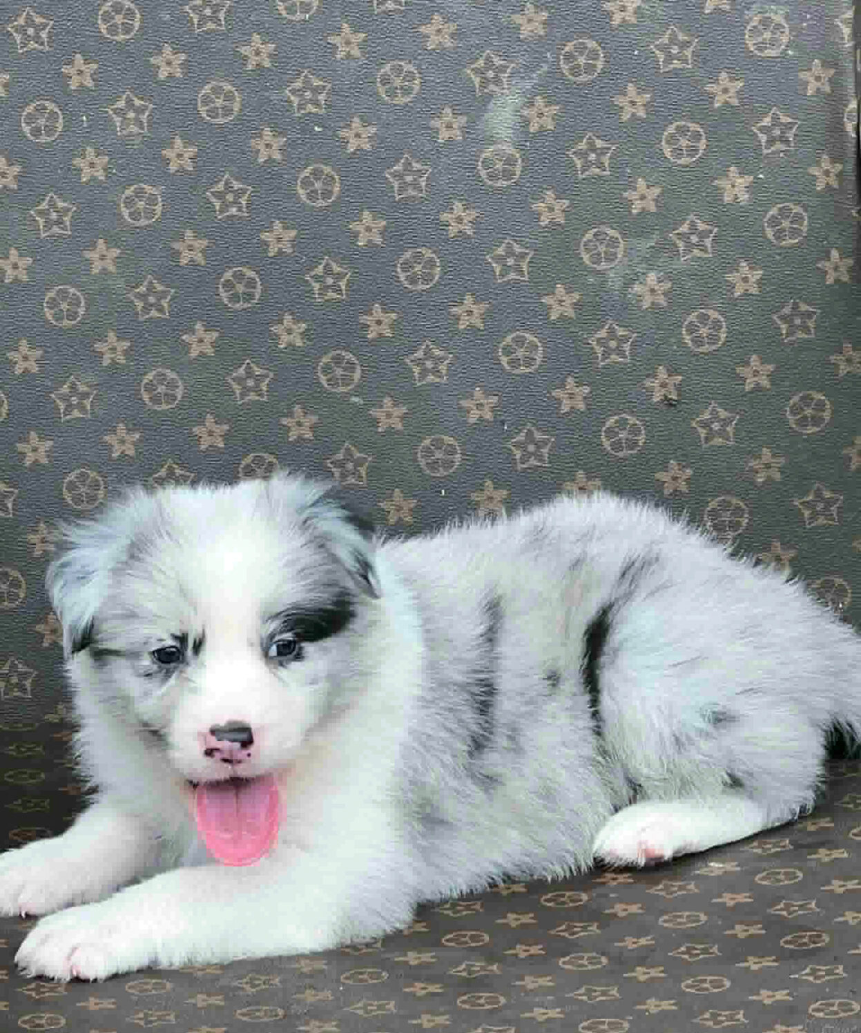 cho border collie ma BC4308